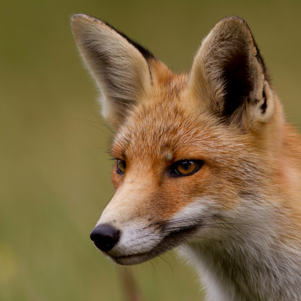 Хитрая рыжая лиса