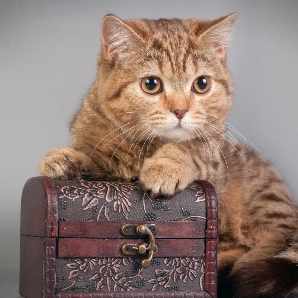 Шкатулка и котёнок