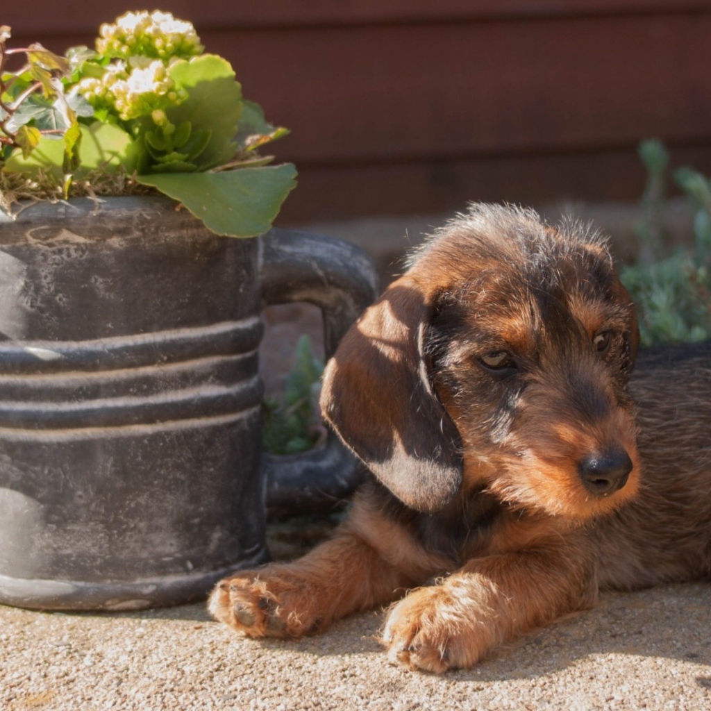 Щенок около лейки