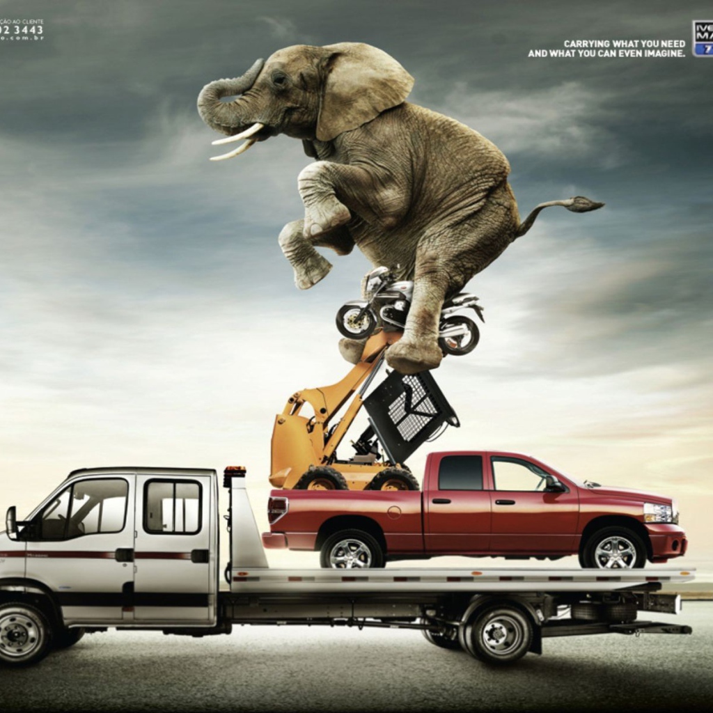 Слон на автомобиле