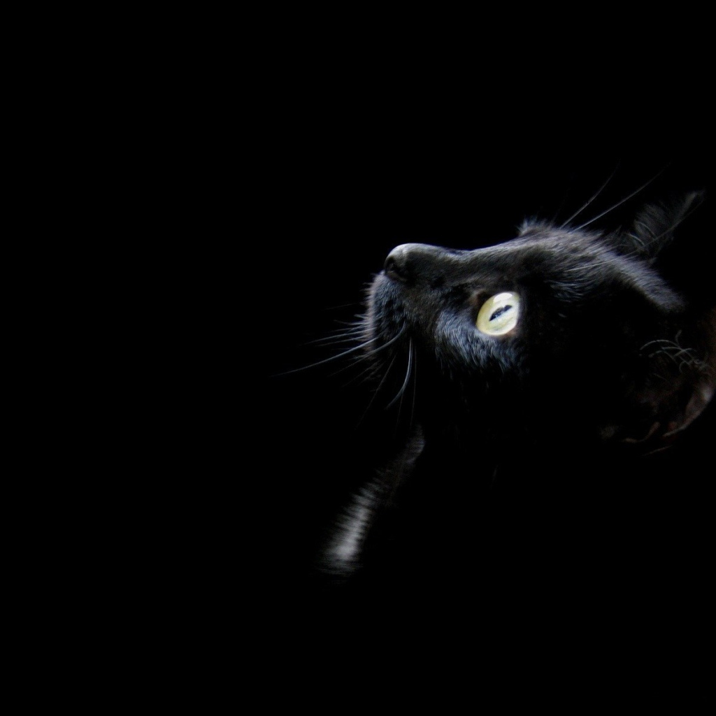 Amusing kitten on a black background