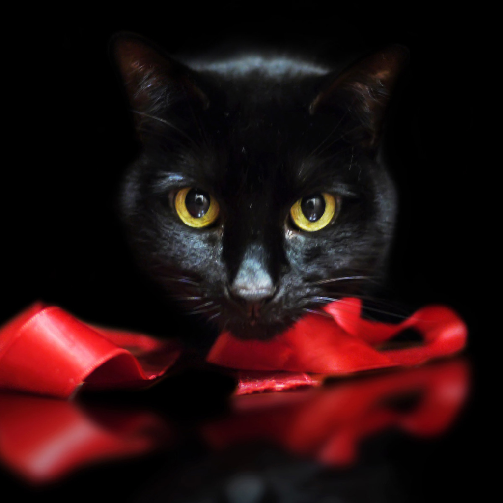 Черный кот с лентой на черном фоне