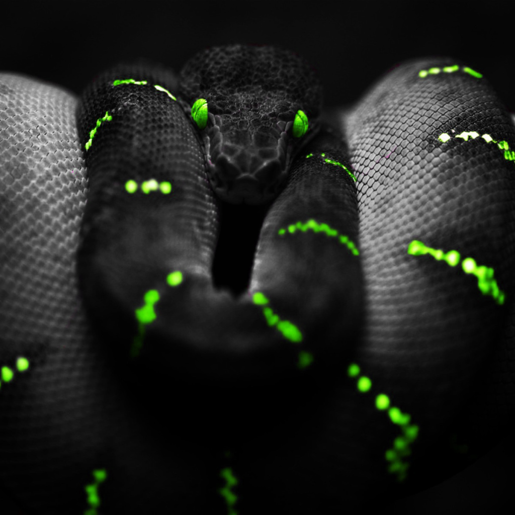 Черный питон на обоях