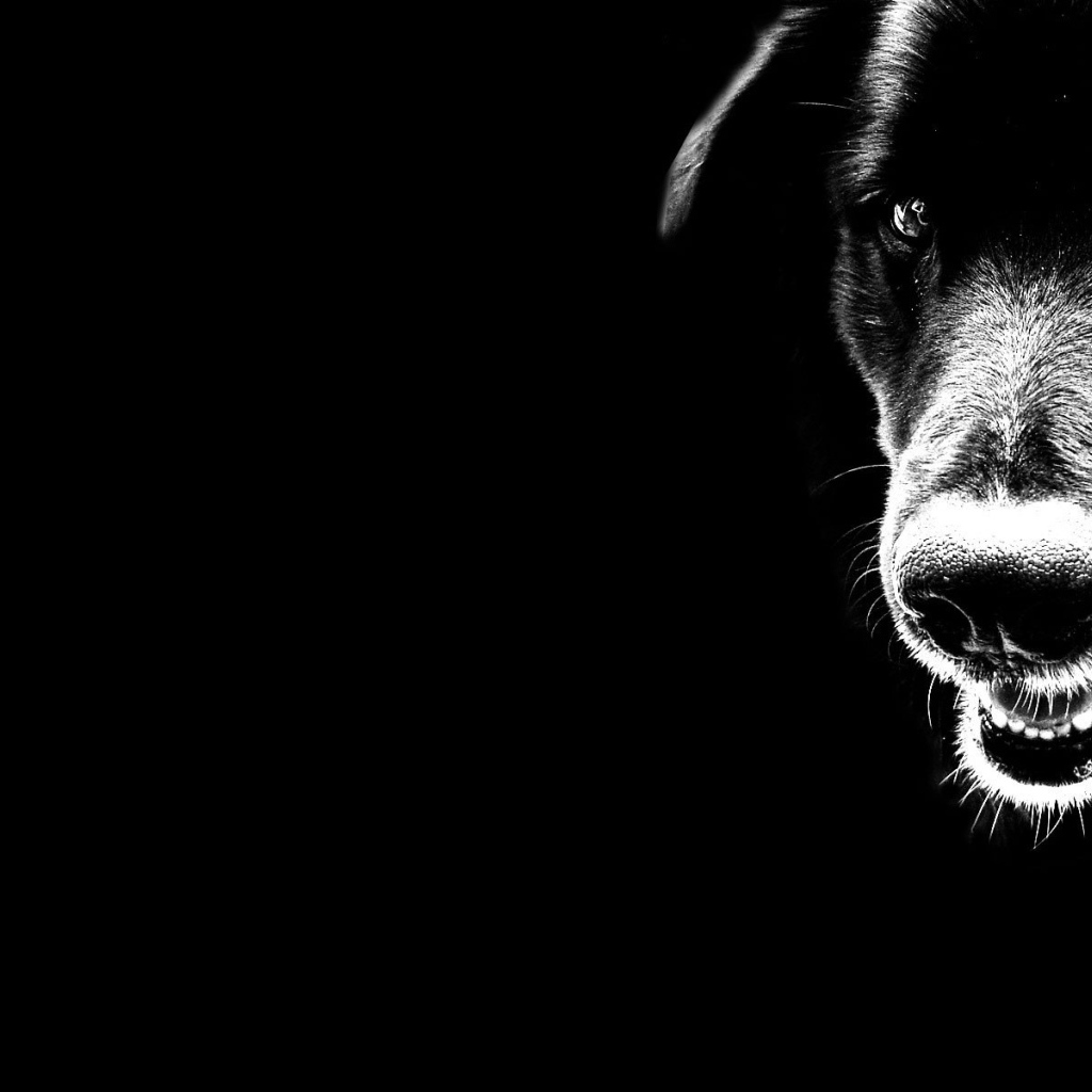 Черные обои с собакой