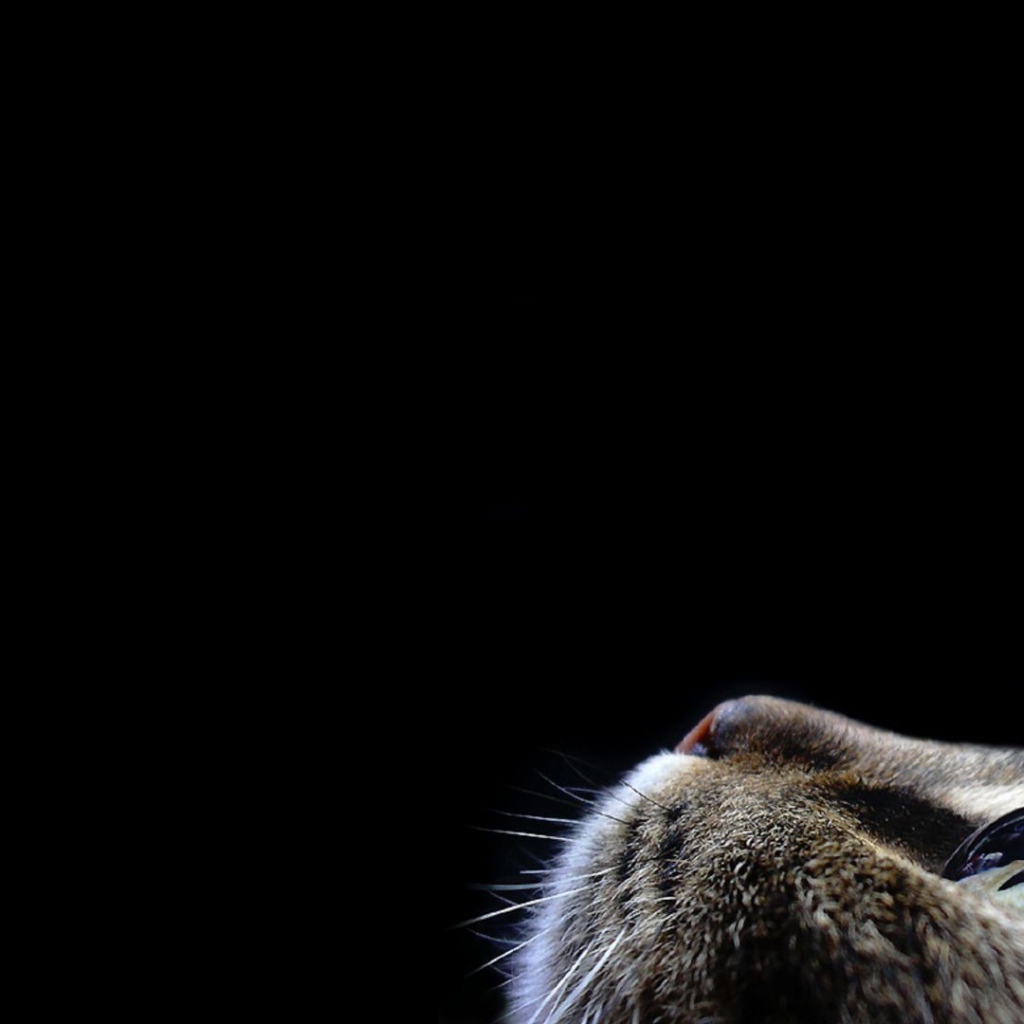 Кот смотрит вверх на черном фоне