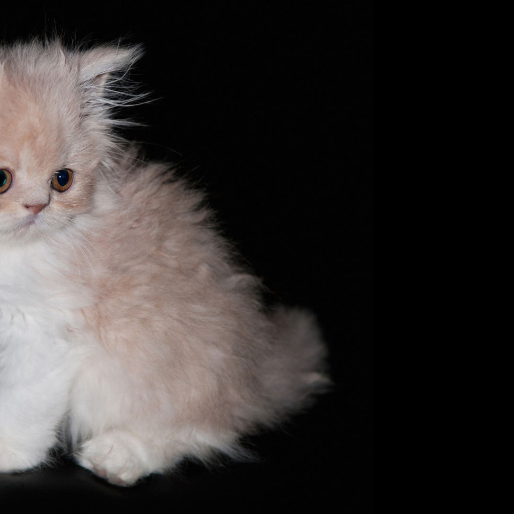 Пушистый котенок на черном фоне