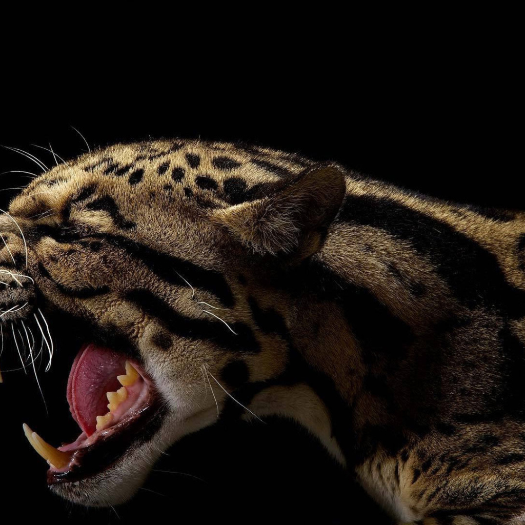 Оскал леопарда на черном фоне