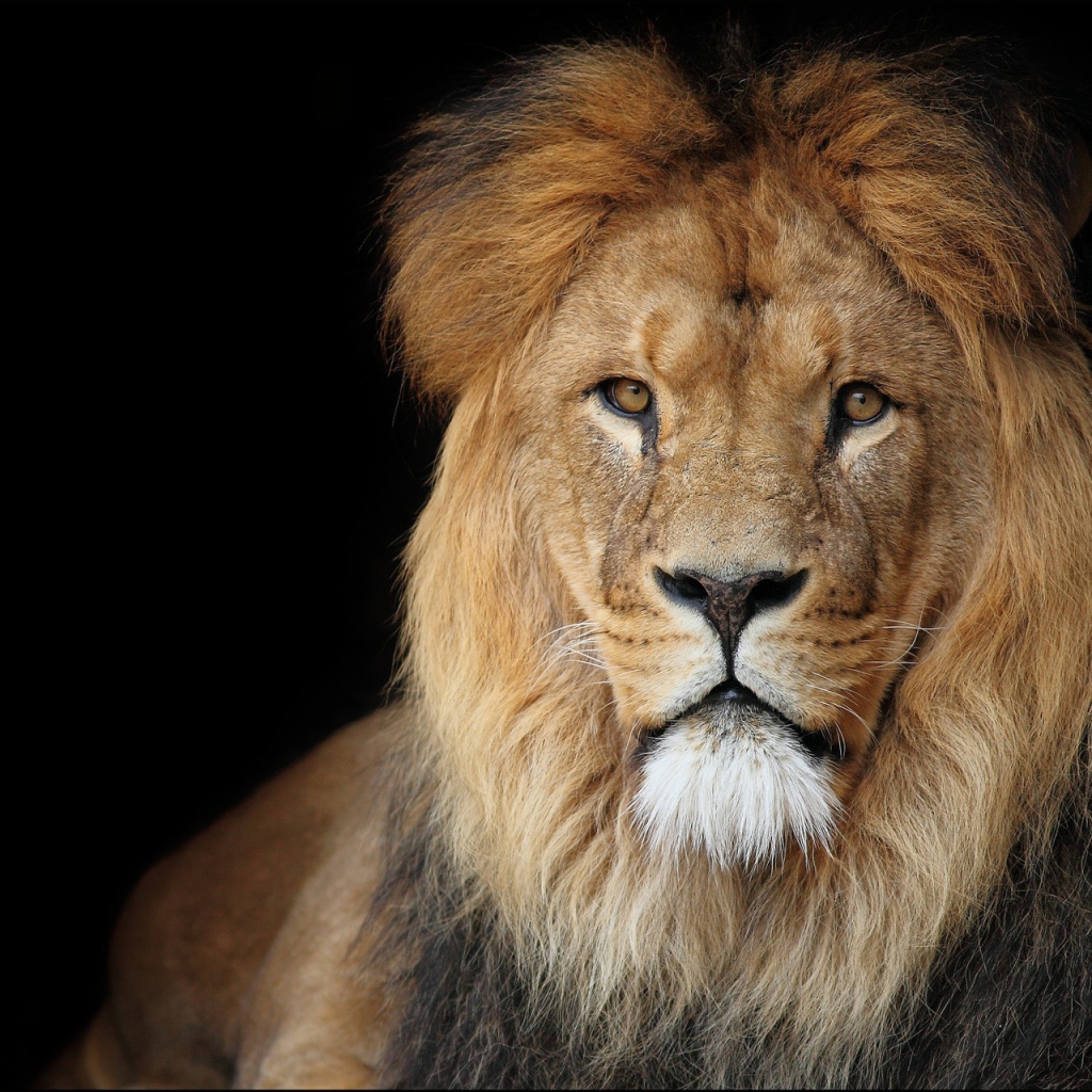 Лев на черном фоне