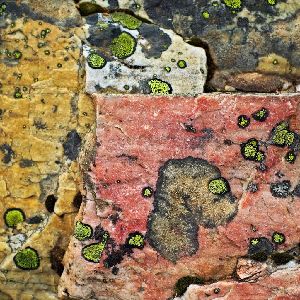 Плесень на камнях