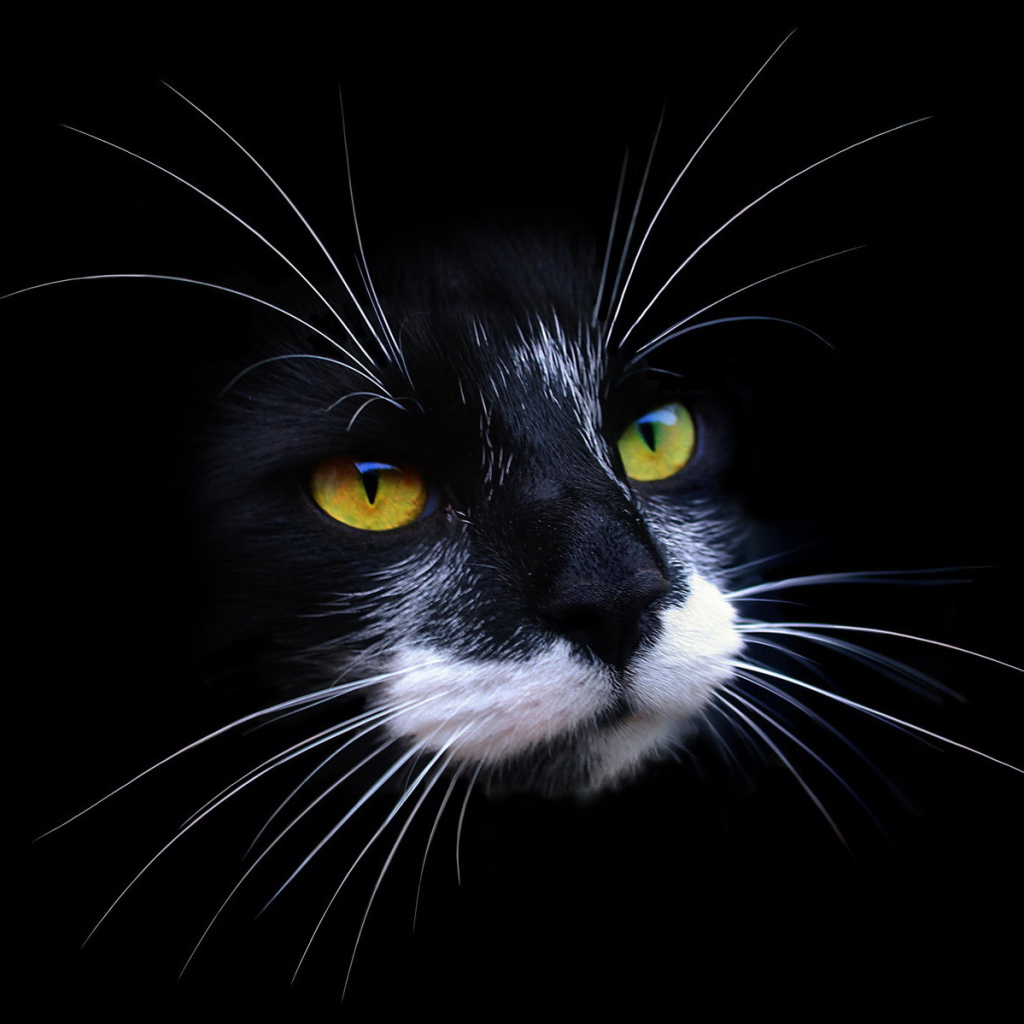 Морда кота на черном фоне