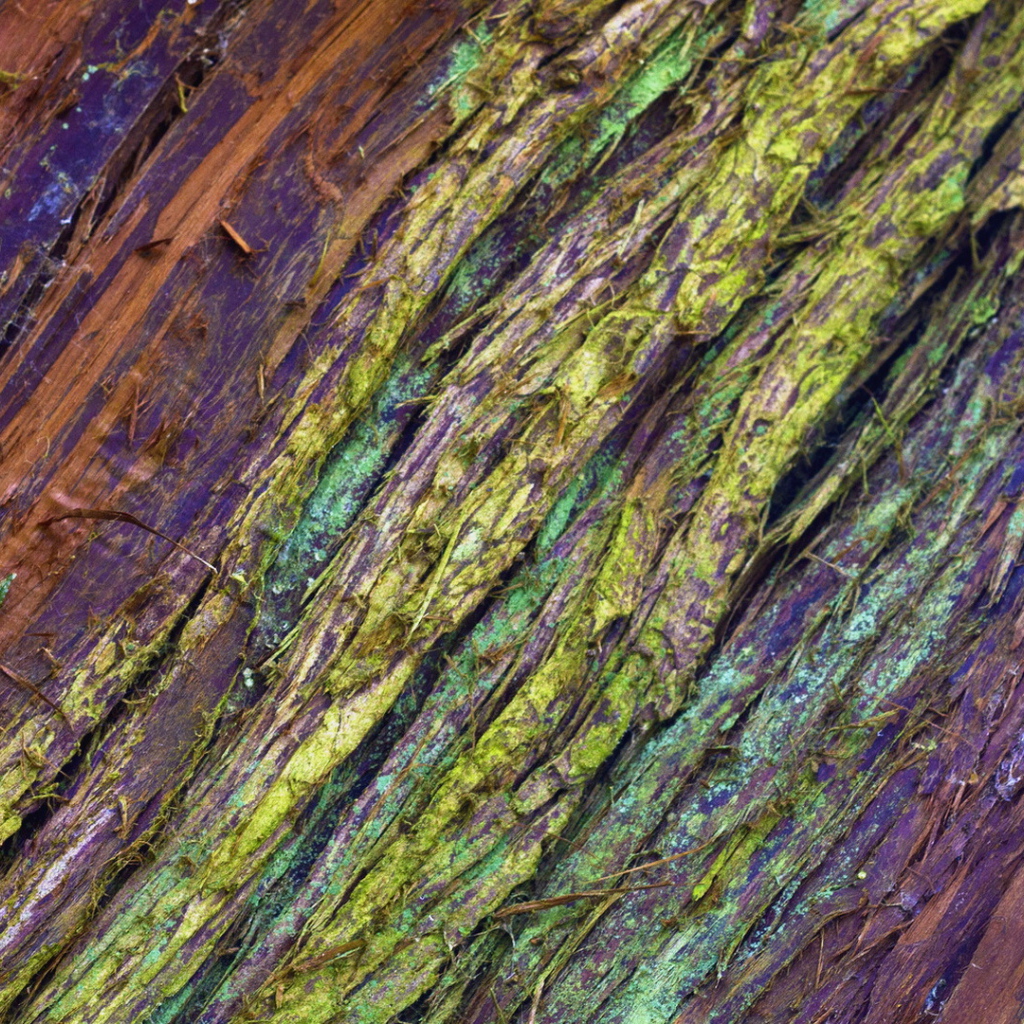 Крашеная кора