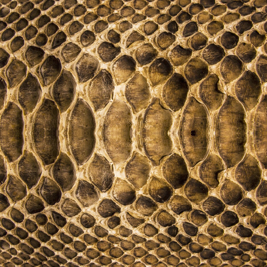 Змеиная кожа