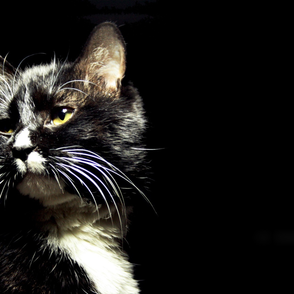 Пятнистый кот на черном фоне