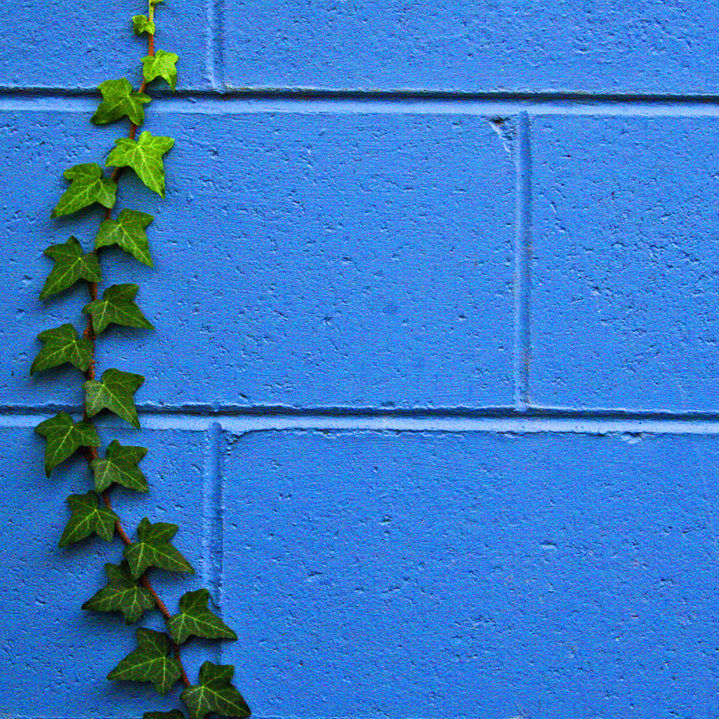 Растение на стене