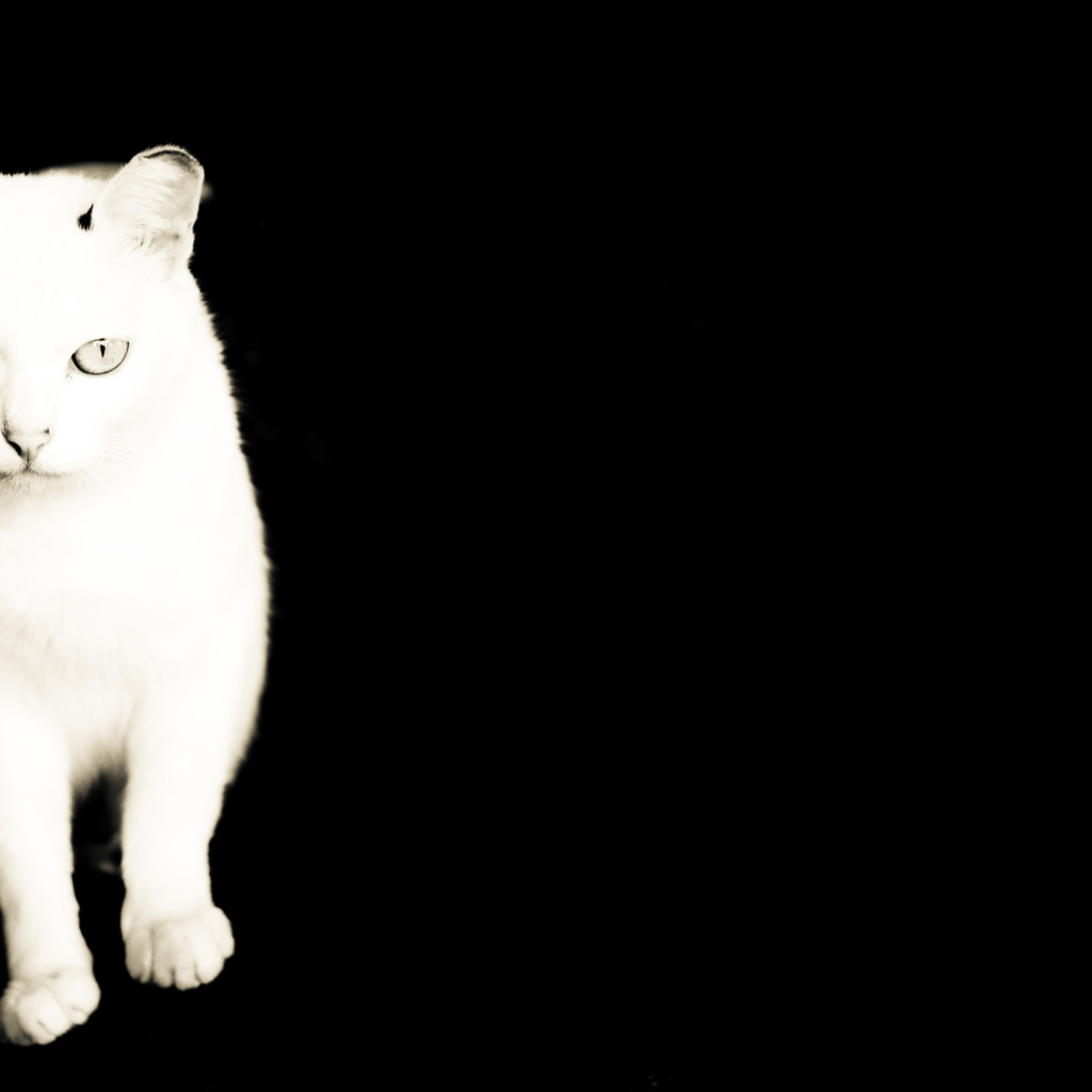 Белый кот на черном фоне