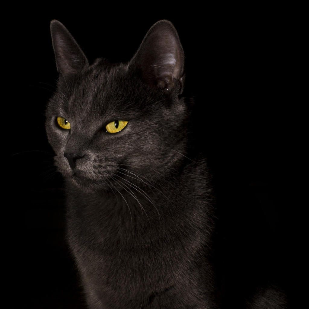 Желтоглазый черный кот на черном фоне