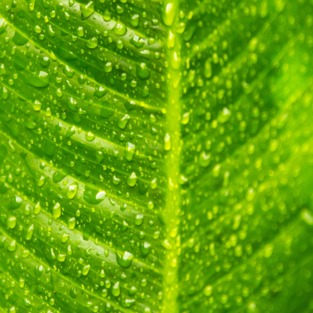 Лист с каплями