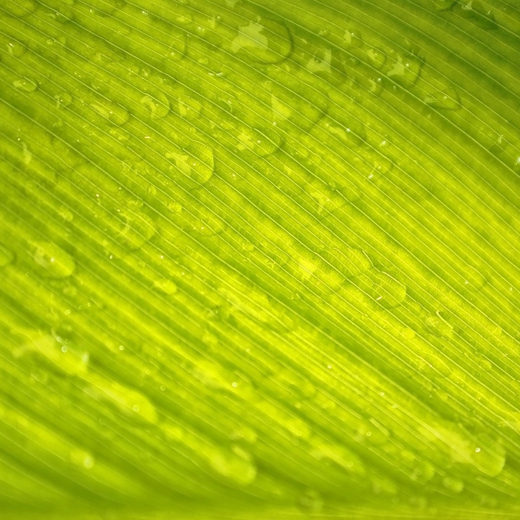 Зеленый лист с каплями