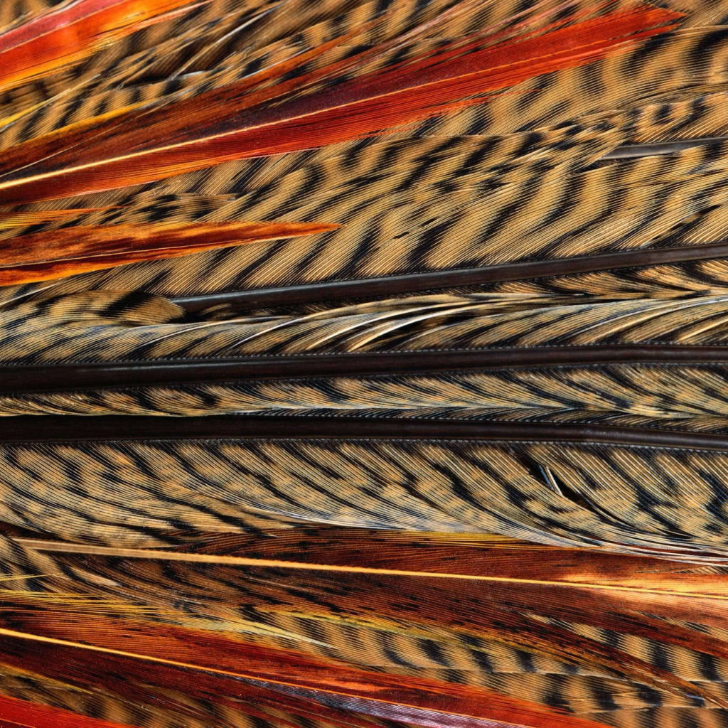 Перья павлина