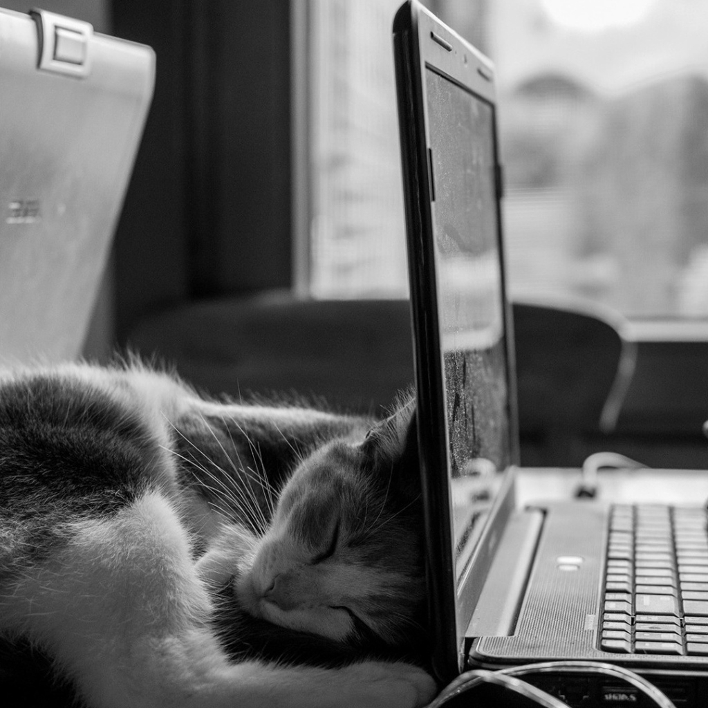 Кот спит у ноутбука HP