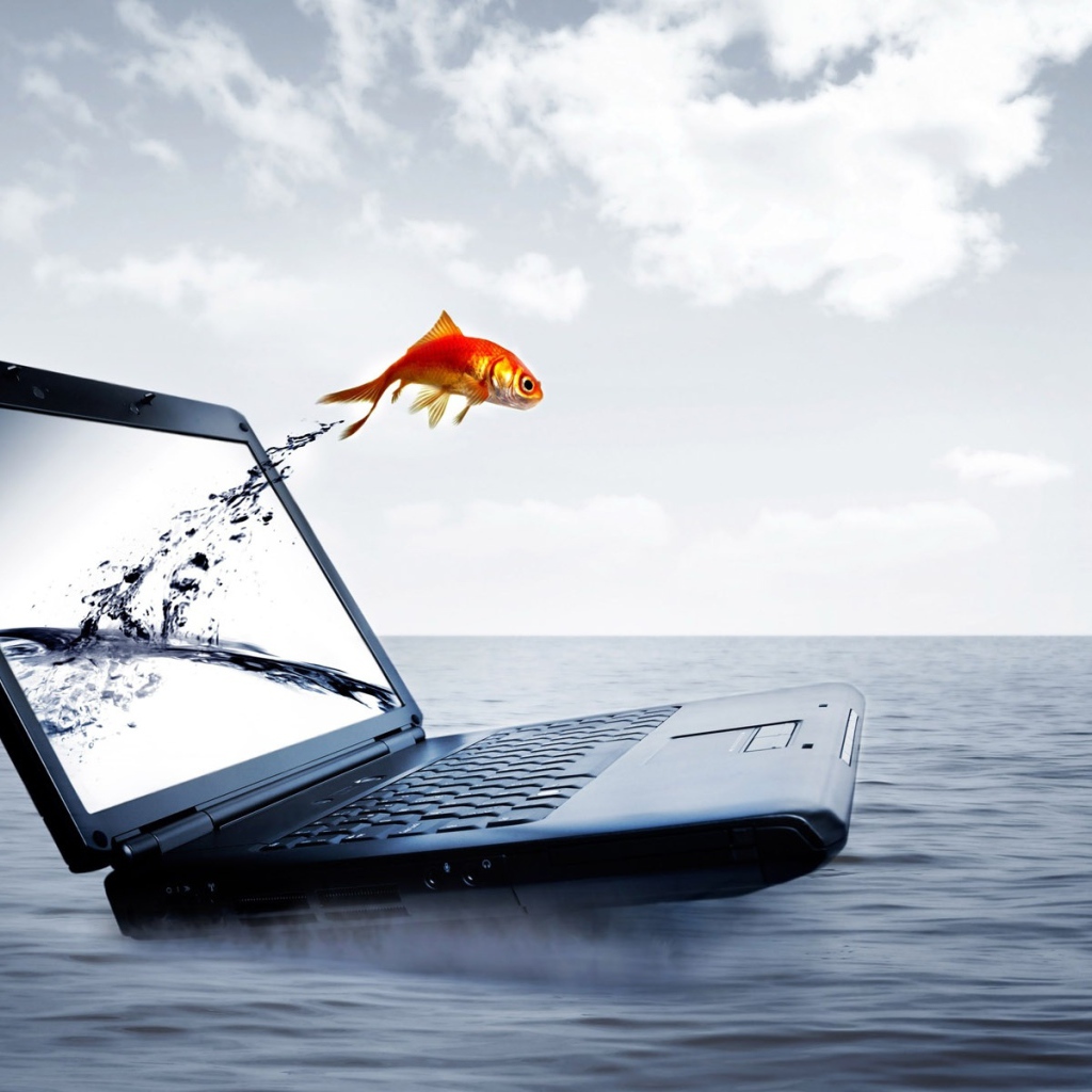 Рыбка с экрана ноутбука HP