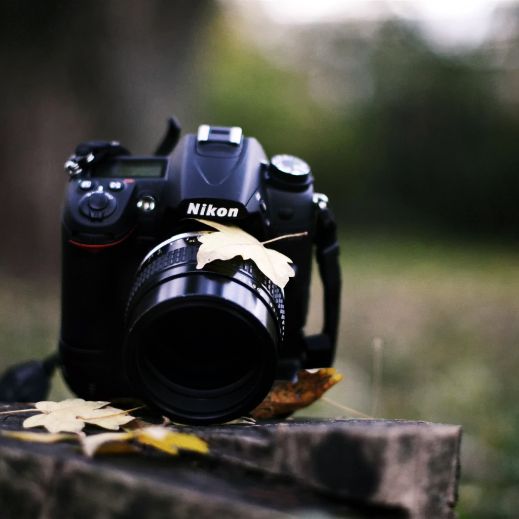 Никон на пне