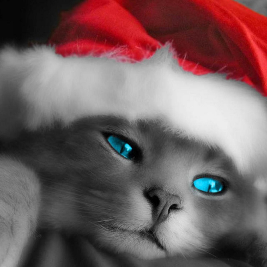 Рождественский кот