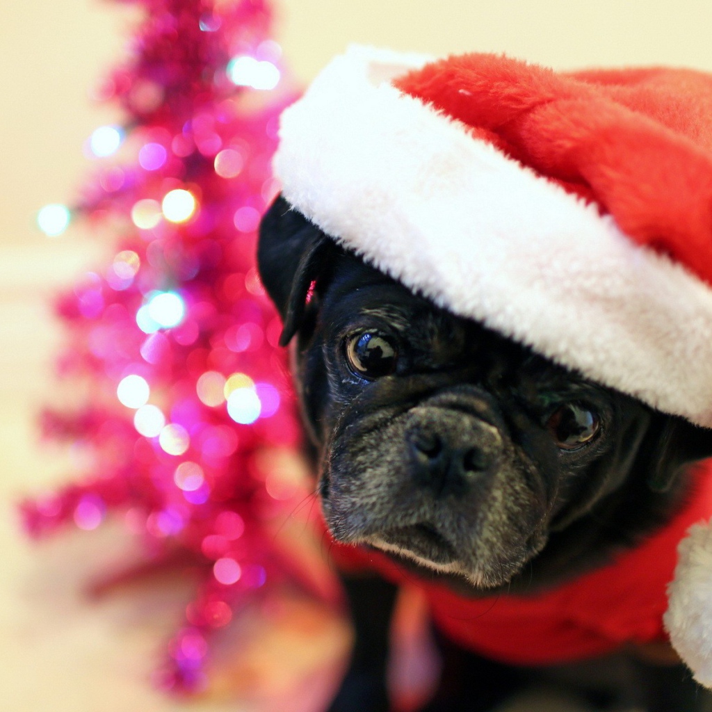 Рождественская собака