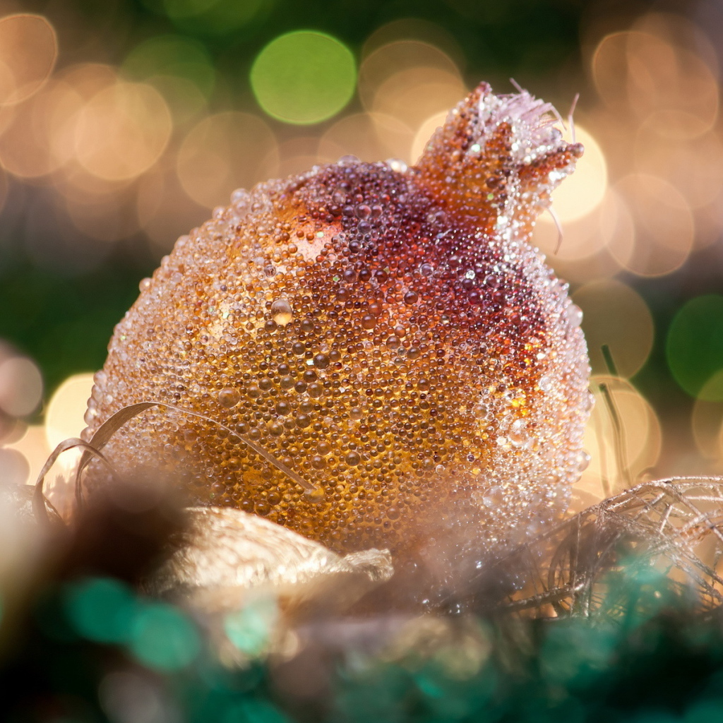 Гранат на Рождество