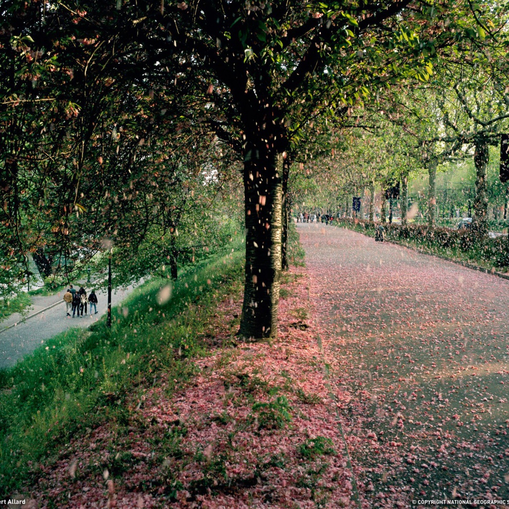 Тополиный пух