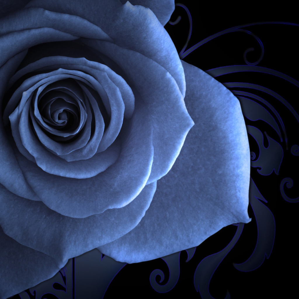 Синяя роза на красивом фоне