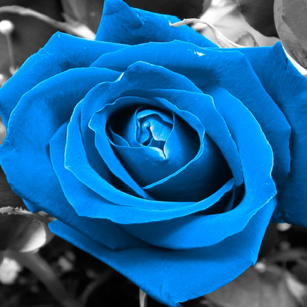 Синяя роза на чёрно-белом фоне