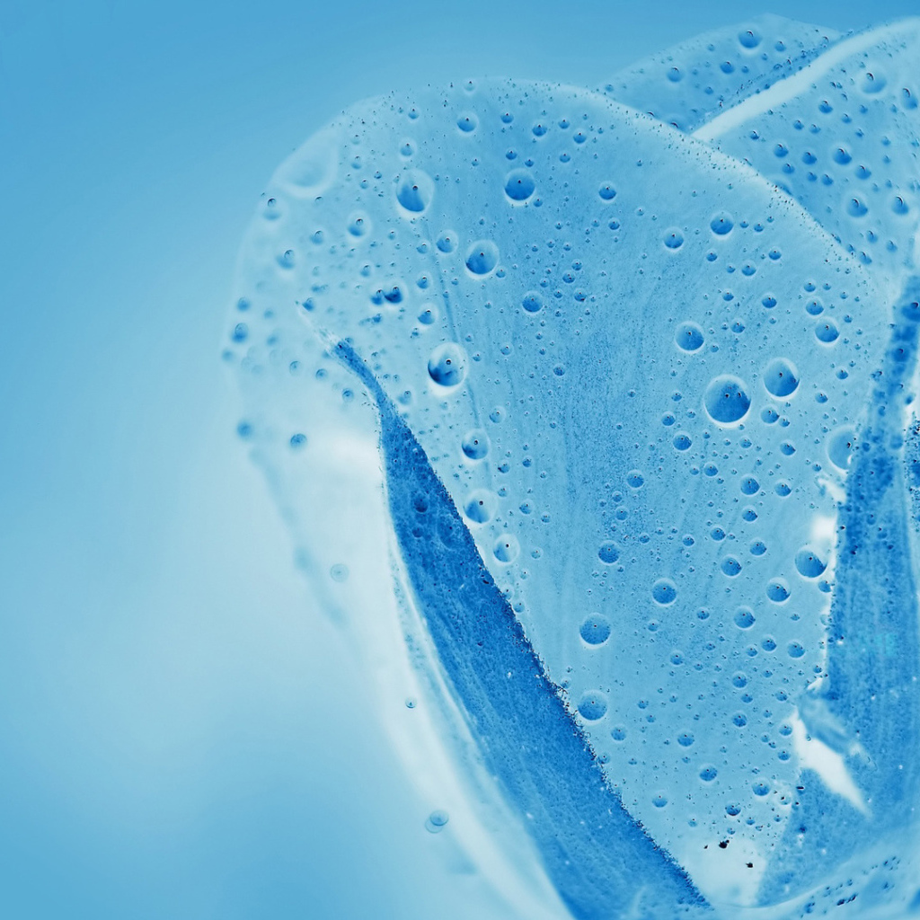 Синяя водяная роза