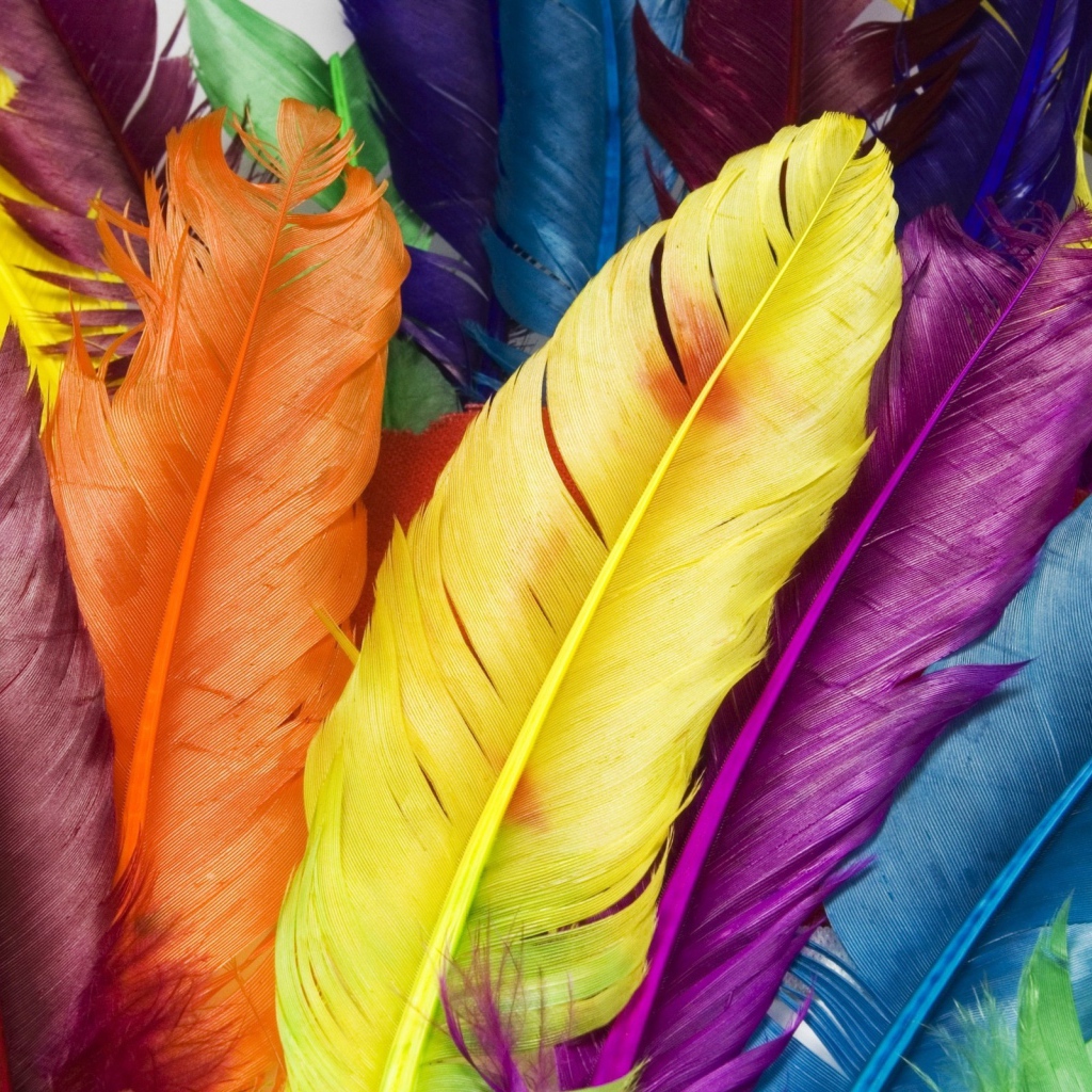 Feathers in colors