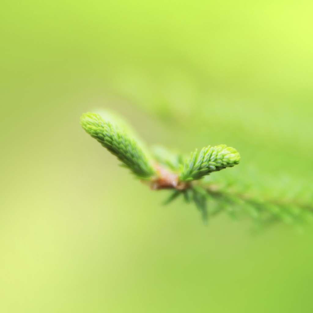 Свежая зелень