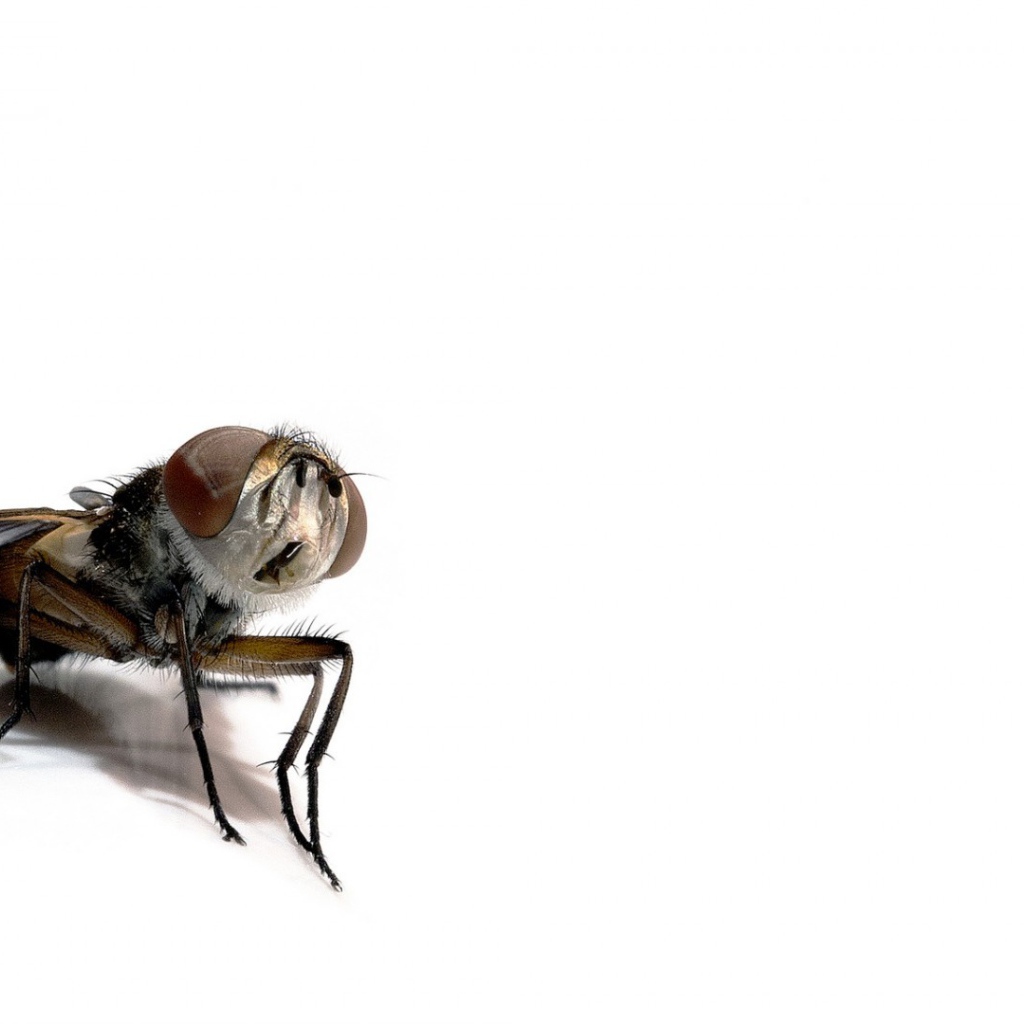 Насекомое на белом фоне