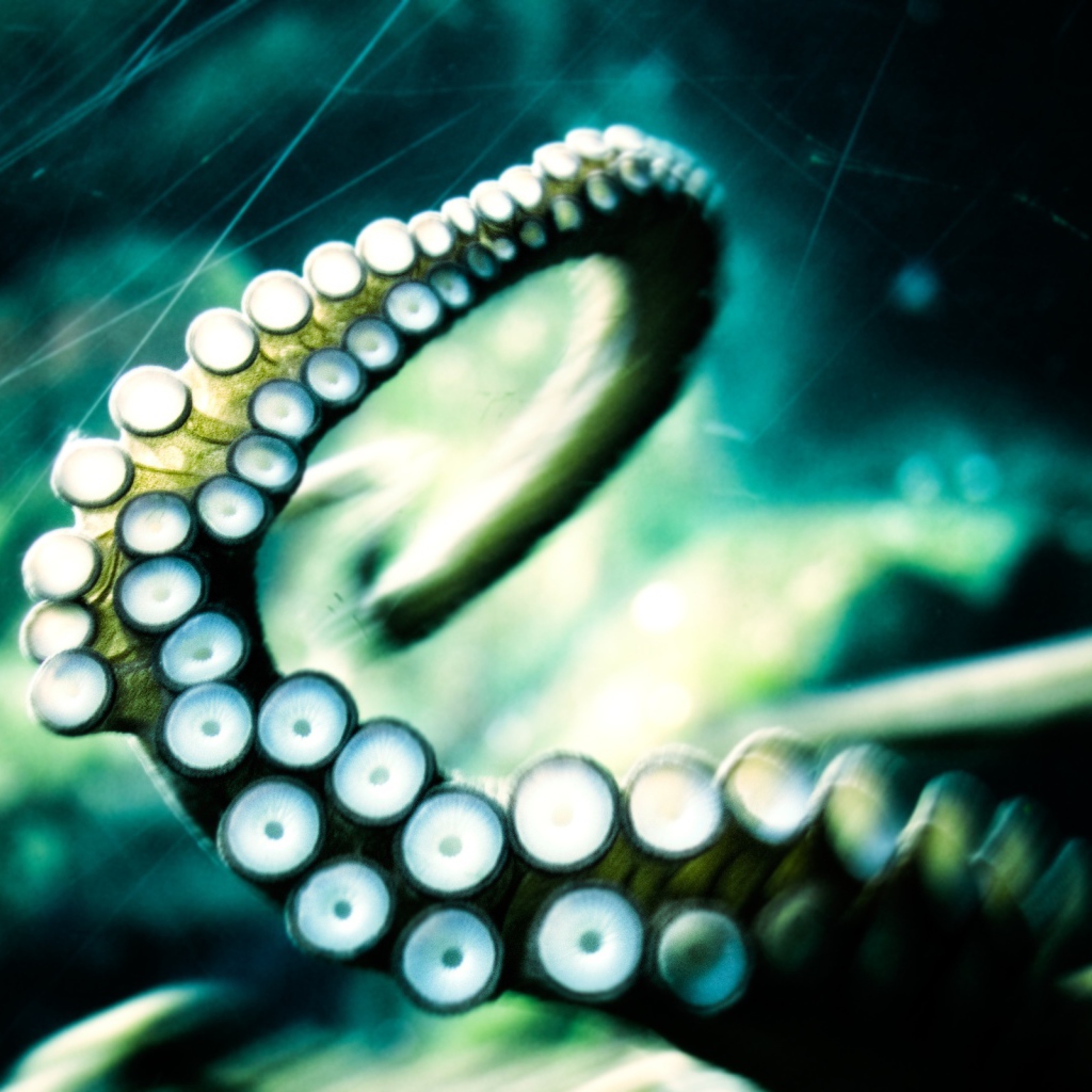 Отпустите кракена