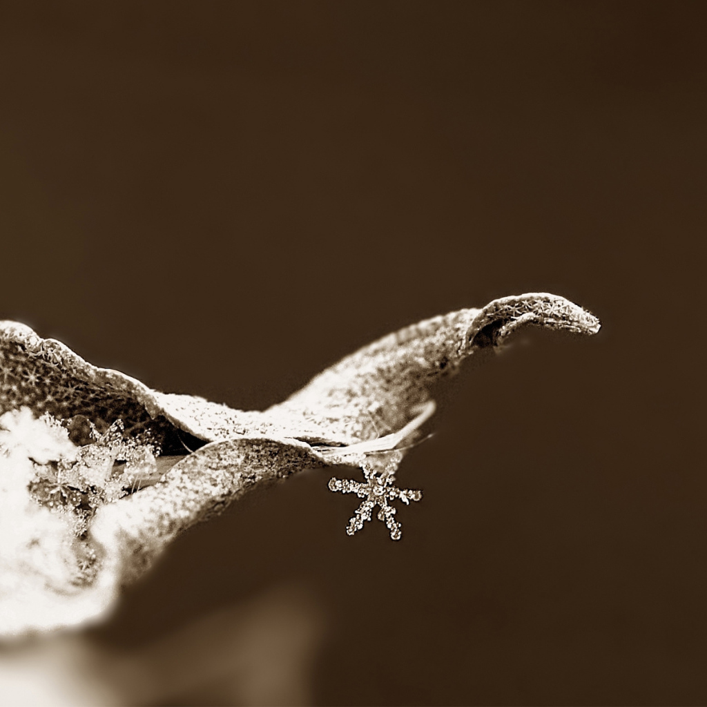 Снежинка на сухом листке