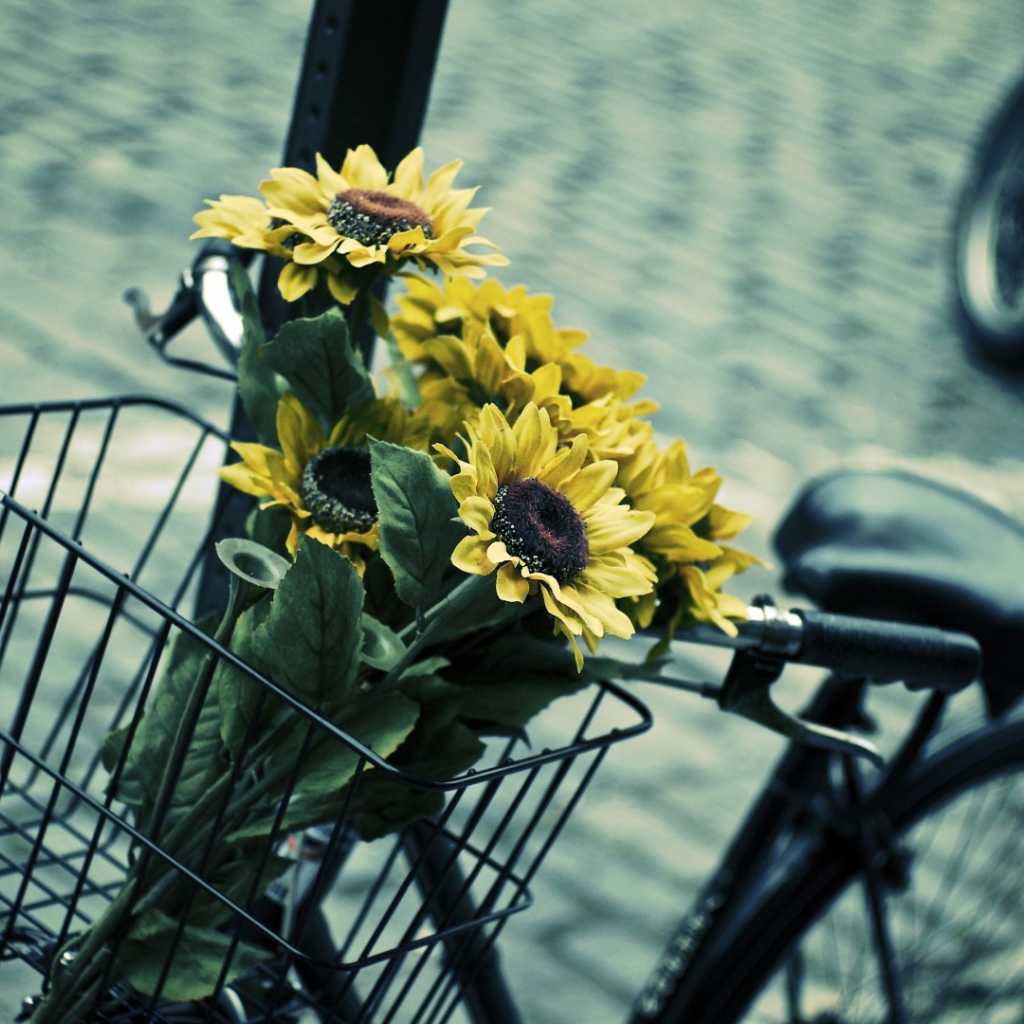 Подсолнухи в корзине велосипеда