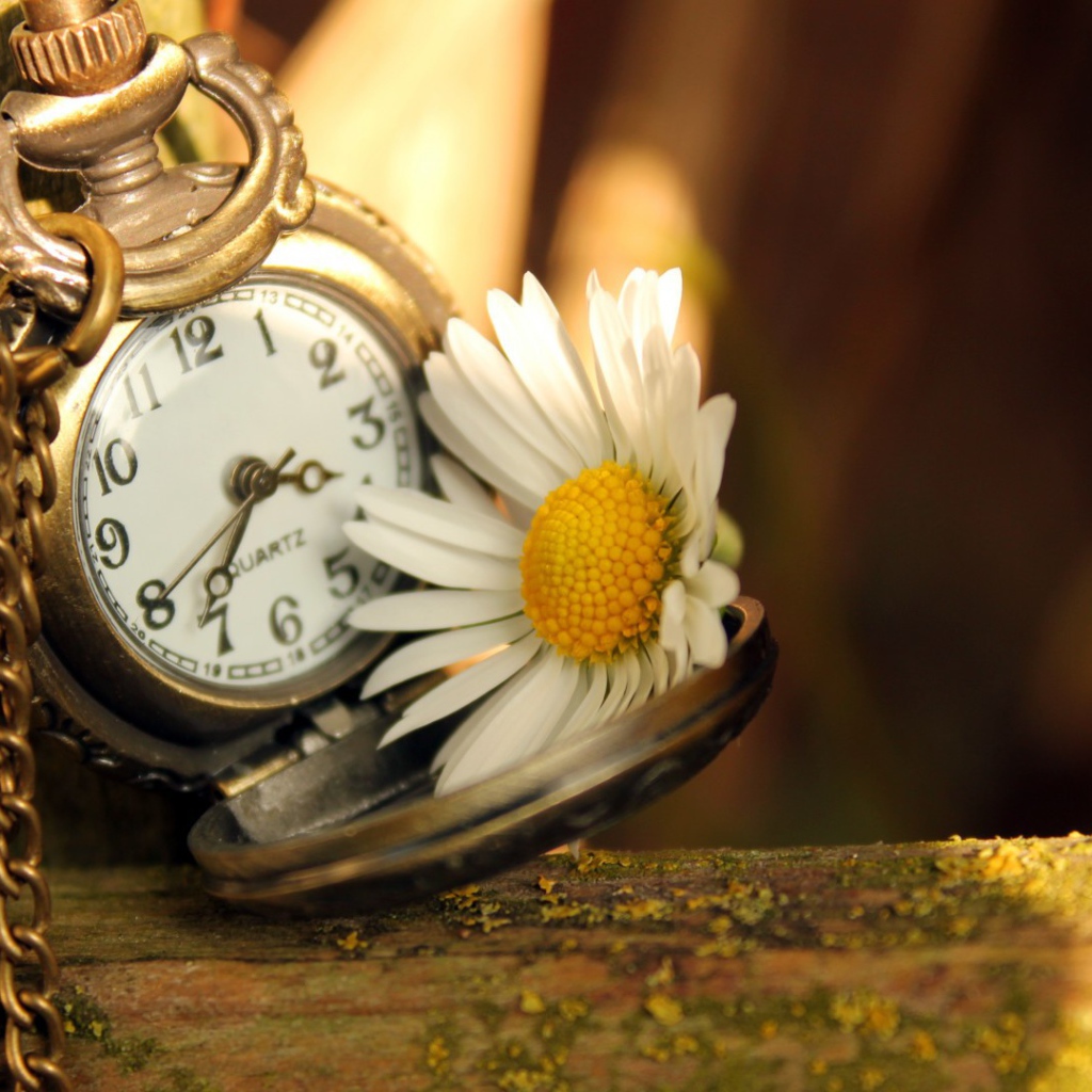 Часы и ромашка