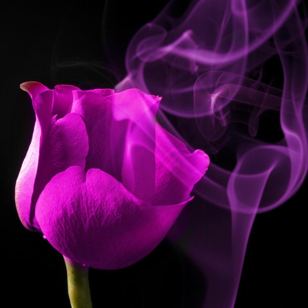 Молодая фиолетовая роза на чёрном фоне