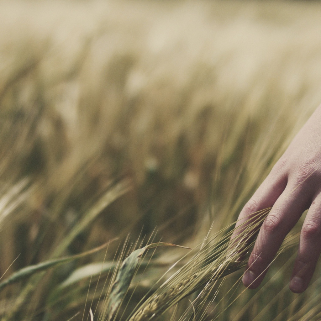 Колосья пшеницы в руке