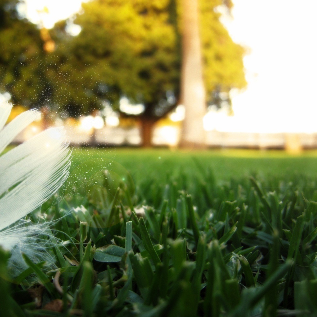 Перо птицы на траве