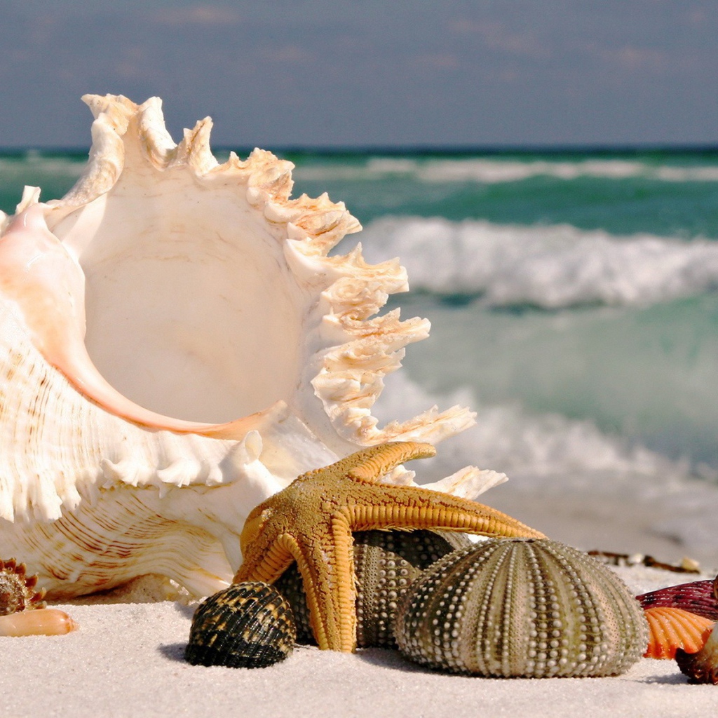 	   Sea shells