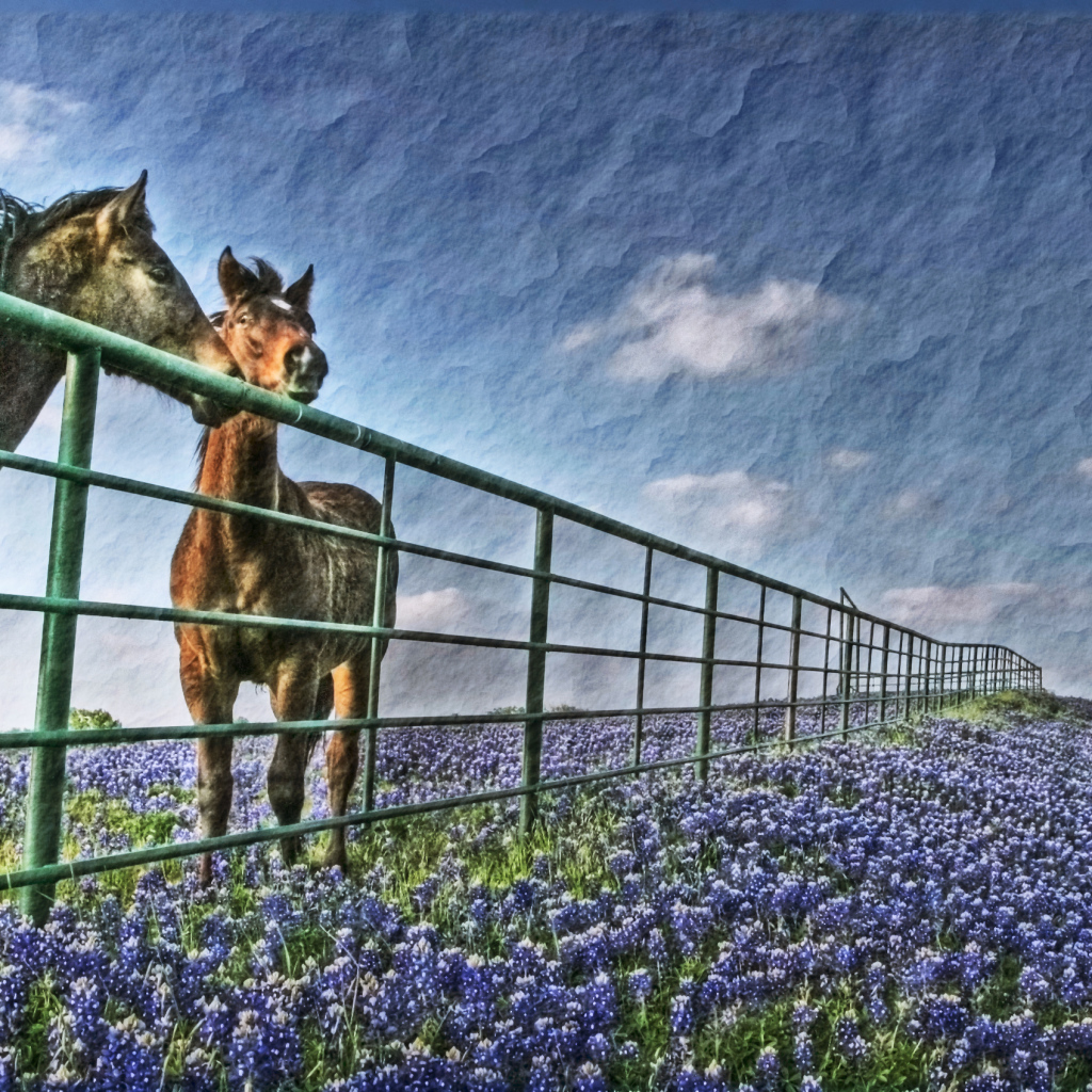 Лошади у забора