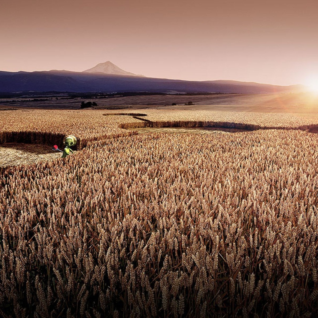 Цифровой рисунок поля