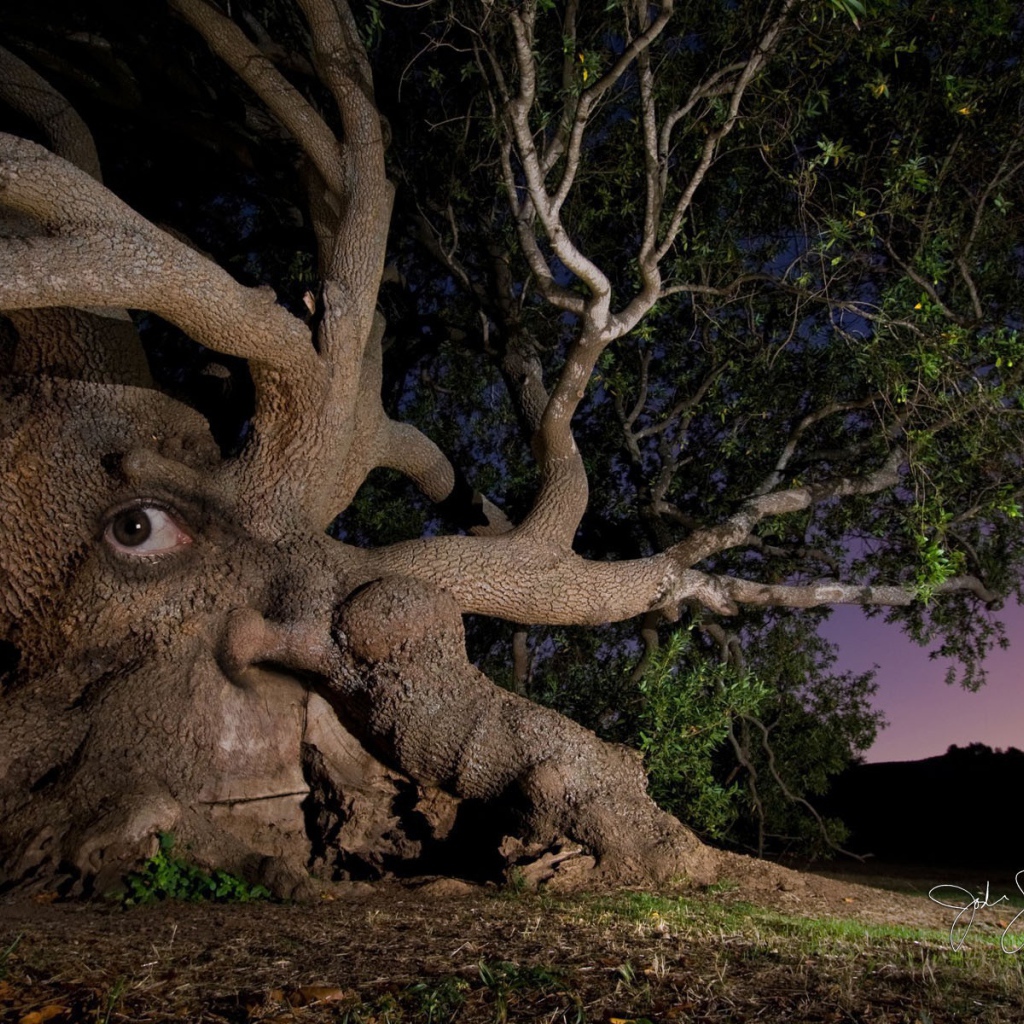 Дерево с глазом