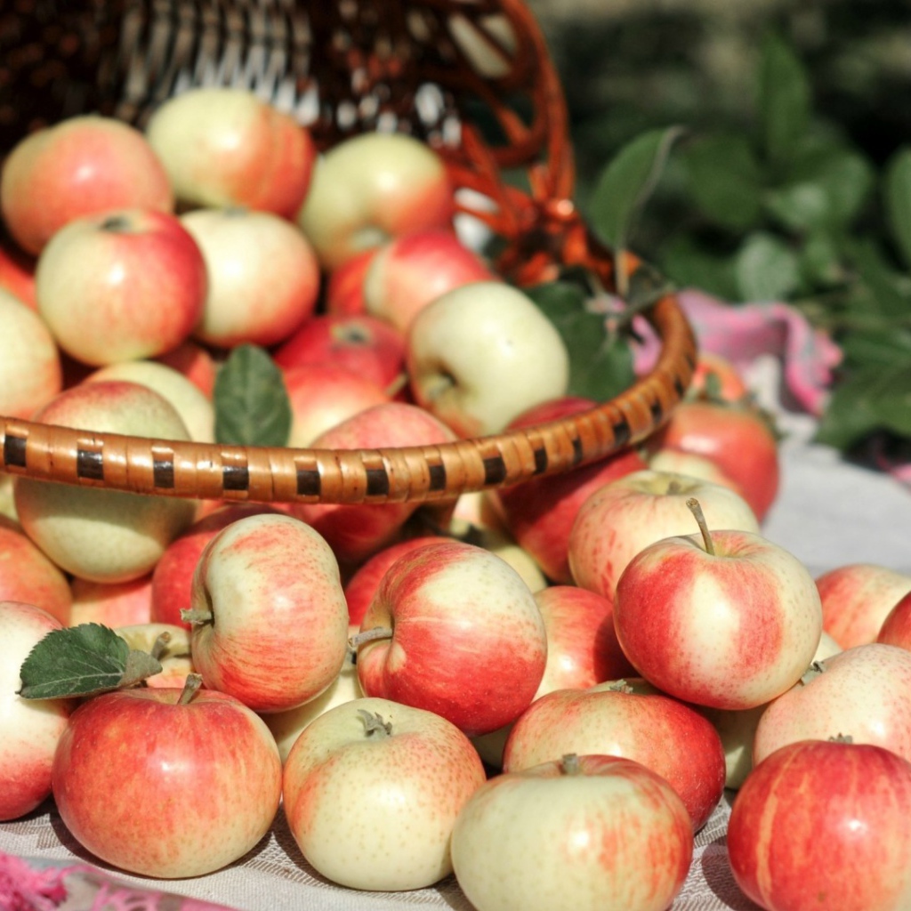 Basket of autumn apples