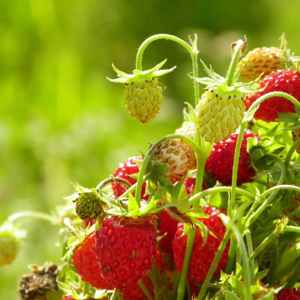 Букет из ягод