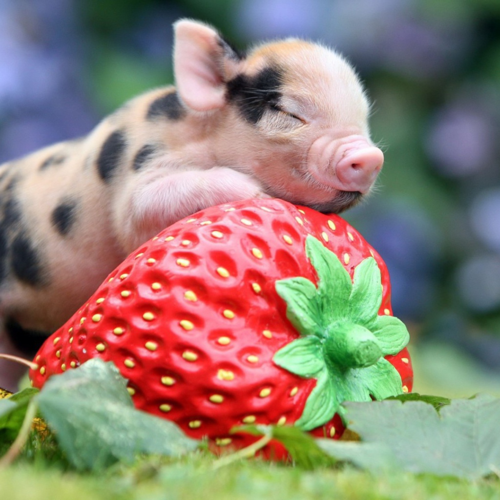 Поросенок с клубникой